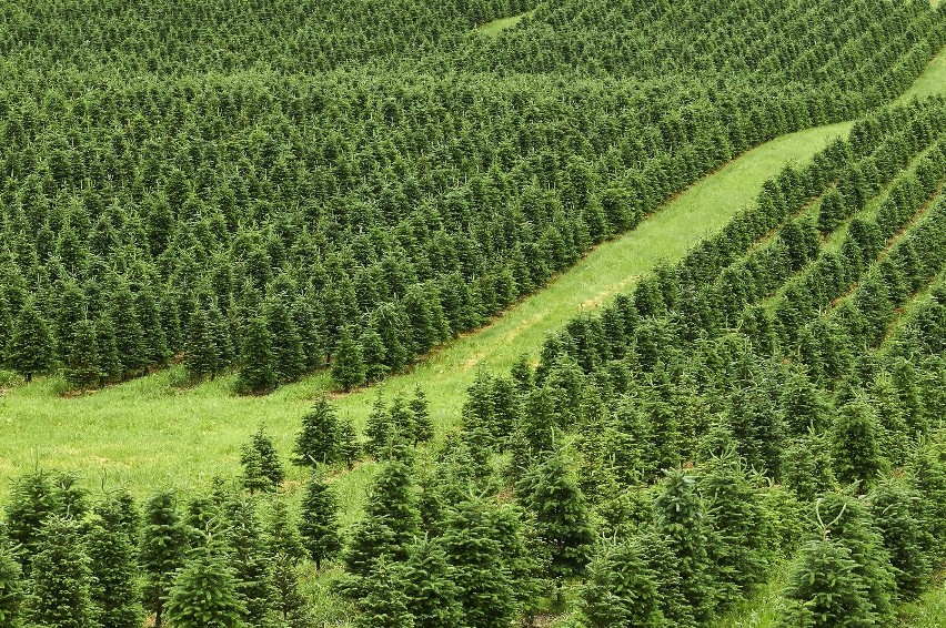 Tysiące choinek od braci Zielonka ze Starachowic zdobi Wyspy Brytyjskie. Jak Piotrek i Łukasz podbili wyspy? Zobaczcie [ZDJĘCIA] 