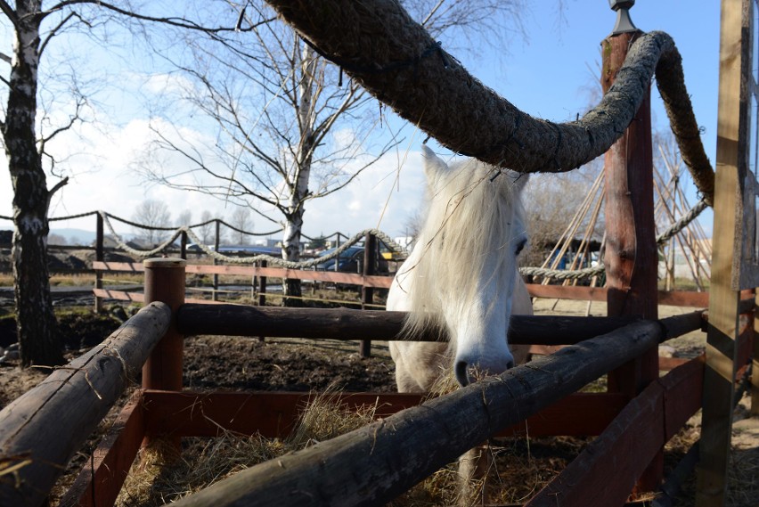 Pomoc po pożarze Wild West Ranch w Dębogórzu! Wielki zryw serc i zrzutka na odbudowę niezwykłego miejsca [zdjęcia]