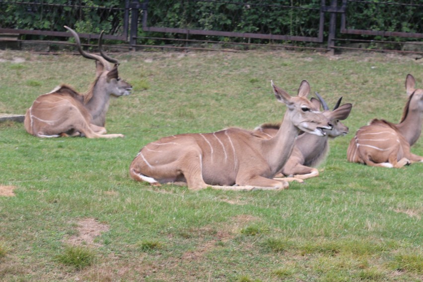 Śląski Ogród Zoologiczny ma małą samicę wielkiego kudu 