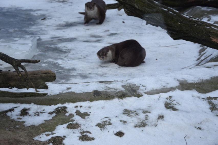 Zwierzęta śląskiego zoo zimową porą