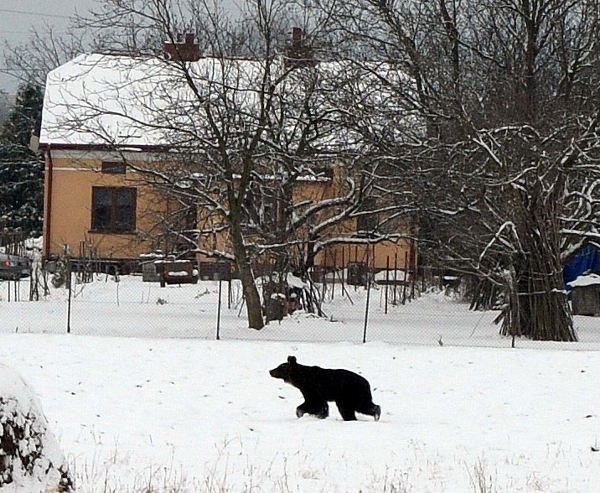 Niedźwiedź spacerujący pod oknami gospodarstwa na obrzeżach Przemyśla.
