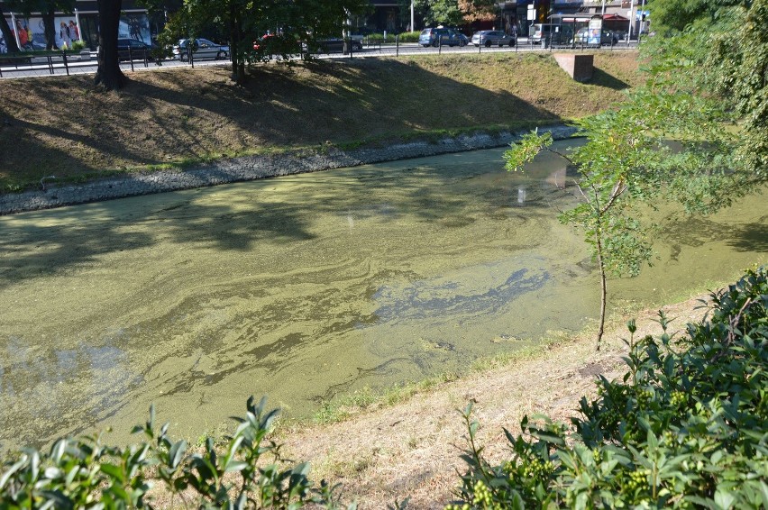 Co się stało z wodą w fosie koło Forum Muzyki?