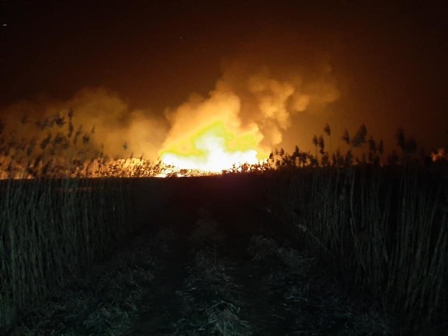 Już drugi raz paliły się trzciny na stawach w Kłudnie w gminie Wieniawa.