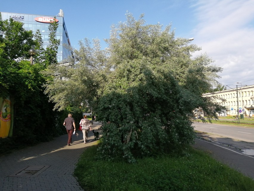 Kraków. Niepokój przy rozkopanej al. Pokoju. Mieszkańcy obawiają się o zieleń [ZDJĘCIA]