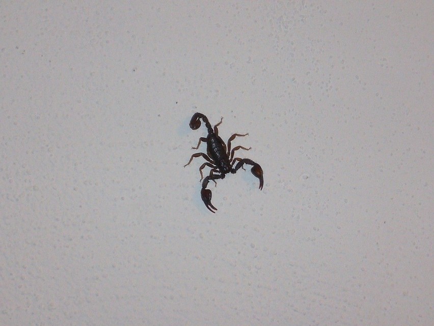 -  Nikt nie trzyma u siebie skorpionów, choć naocznie się o...