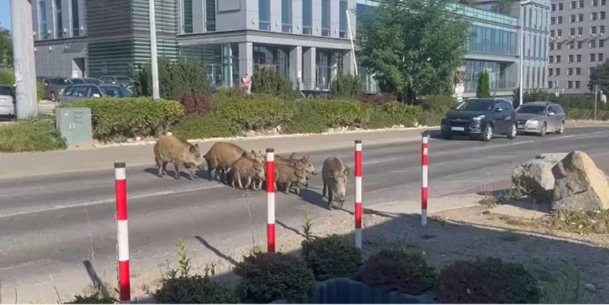 Kraków. Rodzina dzików o poranku pojawiła się na pętli tramwajowej na os. Bohaterów Września ZDJĘCIA