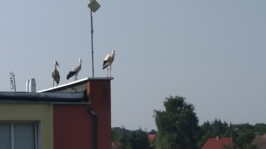 W środę przed południem na Osiedlu Dzieci Wrzesińskich w...