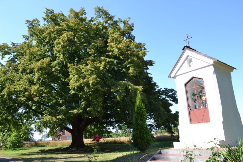 Wybierzmy Europejskie Drzewo Roku 2021 z Podkarpacia. Zagłosuj na lipę z Dulczy Wielkiej
