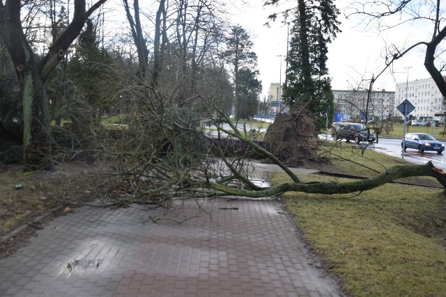 Orkan Eunice powalił w parku Kopernika kilkadziesiąt drzew.