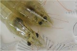 Naukowcy hodują białe krewetki. Innowacyjny projekt w Gdyni [zdjęcia]
