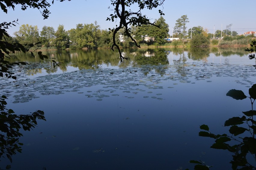 W Leśnicy zakaz łowienia do odwołania. Podejrzenie skażenia wody