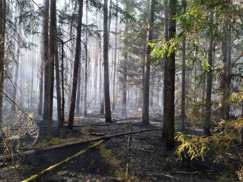 Pożar w Puszczy Białowieskiej. Wszystko wskazuje na podpalenie (zdjęcia)