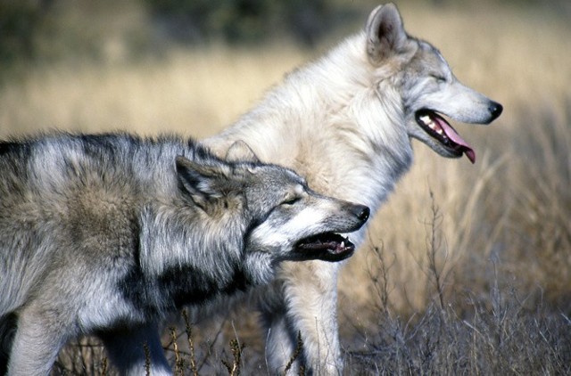 Wilków w naszym regionie jest coraz więcej i są coraz aktywniejsze.  Wypłoszona przez nie zwierzyna nie chce przebywać w lasach