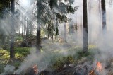 Pożar lasu przy autostradzie A1 w Łodzi. Prawie hektar lasu w ogniu. Z ogniem walczyło 6 zastępów strażaków