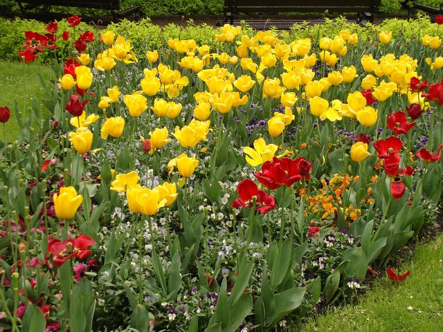 Gdy wiosenne kwiaty cebulowe przekwitną, trzeba się nimi zająć, żeby były piękne również w kolejnych latach.