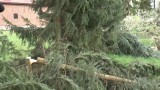 Uszkodzono 33 drzewa na posesji ministra J. Szyszki. Policja szuka sprawców [wideo] 