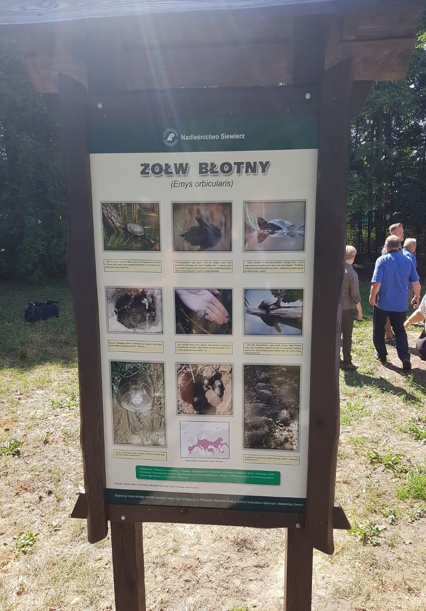 Sześć żółwi błotnych trafiło do oczka wodnego na terenie...