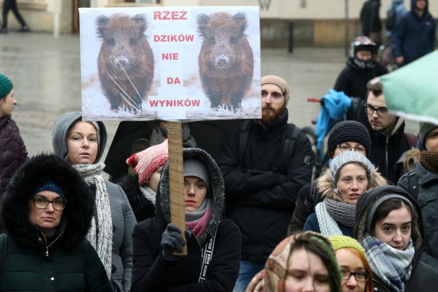 "Sto lat, niech ryją, ryją nam!" We Wrocławiu odbył się protest w obronie dzików (FILM, ZDJĘCIA)