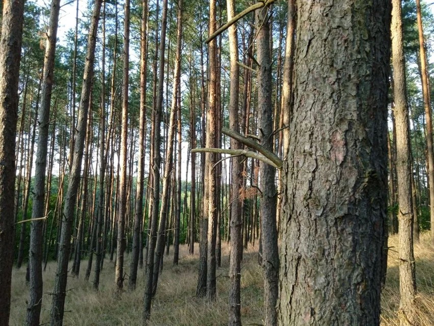 24 758 m²  lasu w Bzowie w powiecie świeckim, blisko trasy...