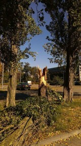 Okolice hali Łuczniczki. Wiatr złamał drzewo [zdjęcia]