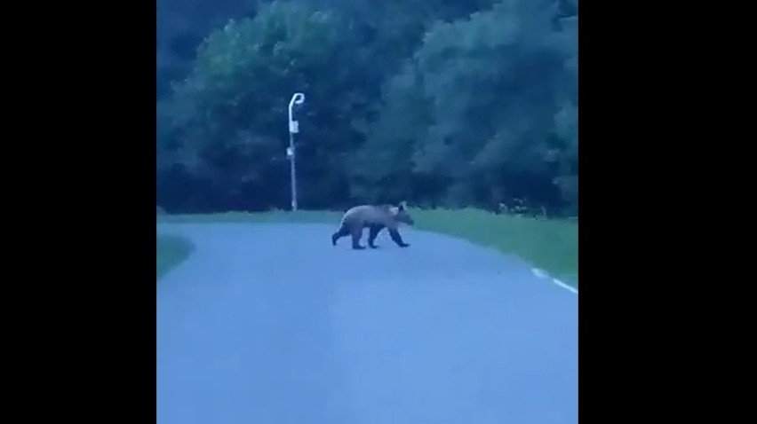 Jedna z mieszkanek Sromowiec Wyżnych nagrała niedźwiedzia na...