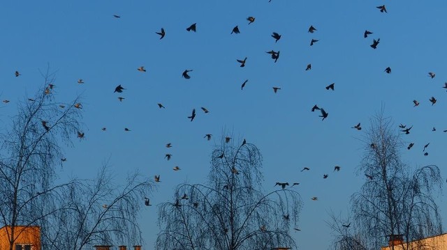 Duże stado kwiczołów sfotografowane na w północnej części Kielc.Ptaki przylatują do nas  ze Wschodu.