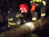 Jastrzębie: strażacy uratowali kota z pułapki ZDJĘCIA