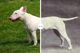 Jak zmieniły się rasy psów? Z niektórych zwierząt ludzie zrobili inwalidów. Oto najbardziej zniekształcone psy świata