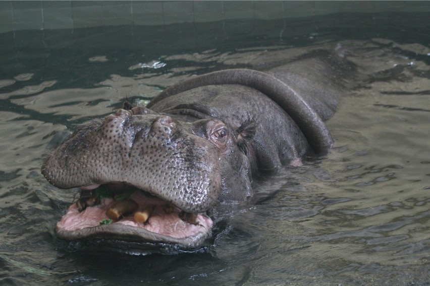 Jedna porcja dla hipopotama to kilkadziesiąt kilogramów...