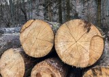 Wzrosło zadłużenie branży drzewnej, rosną też ceny surowca. Co dalej?