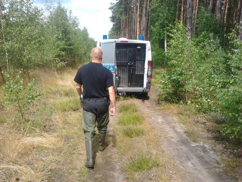 Policjanci szukają ciała w lesie koło Wronek
