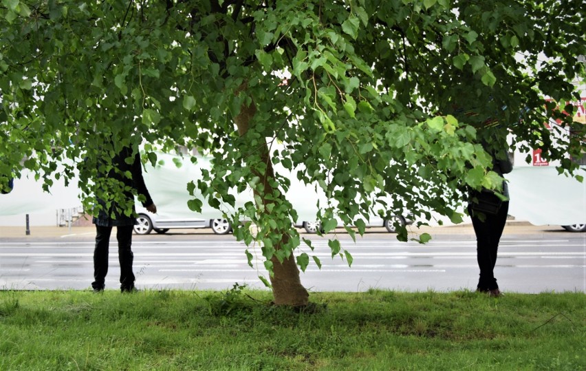 Pikieta w obronie drzew przy ul. Lipowej w Lublinie