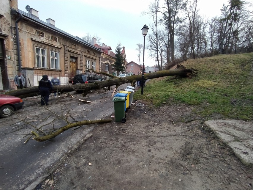 Na ul. Parkowej w Przemyślu drzewo runęło na kamienicę i samochody [ZDJĘCIA]