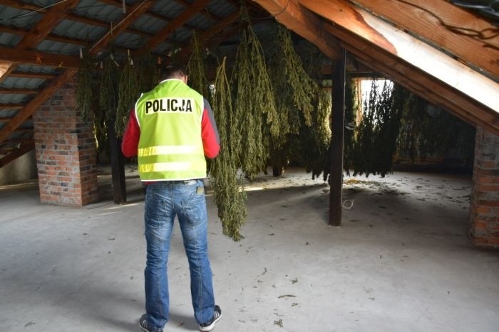 Ponad 60 kg marihuany przechwycono pod Bełchatowem