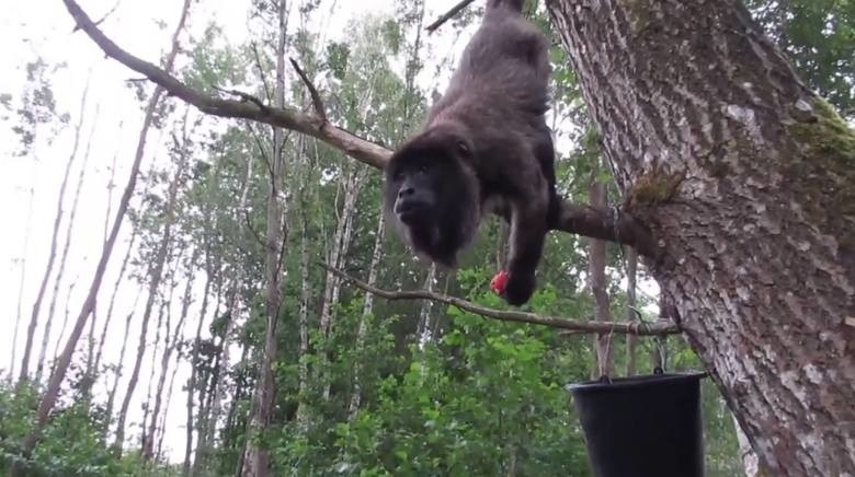 Nie żyje wyjec, który uciekł z zoo w Dolinie Charlotty