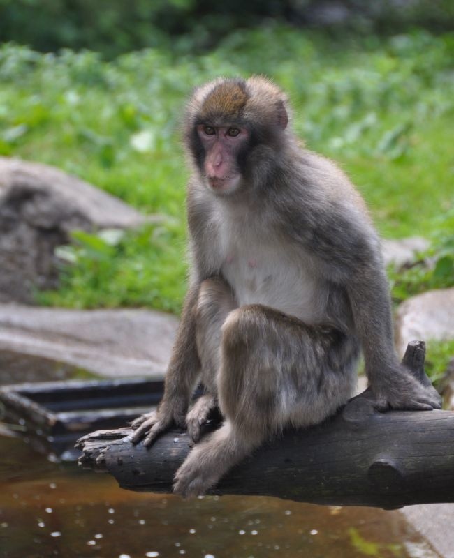 Austria. Spotkanie z makakami w ogrodzie w Lanckron