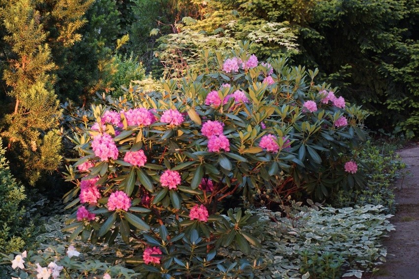Rododendron wielkokwiatowy fińskiej odmiany Helsinki...