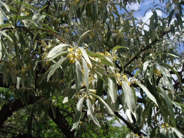 Oliwnik wąskolistny wygląda bardzo dekoracyjnie. Rzeczywiście może kojarzyć z drzewem oliwnym, jednak w przeciwieństwie do niego - bez problemu rośnie w Polsce.