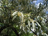 Oliwnik wąskolistny – poznaj zasady uprawy i wymagania tego drzewa. Wygląda jak oliwka i znosi suszę!