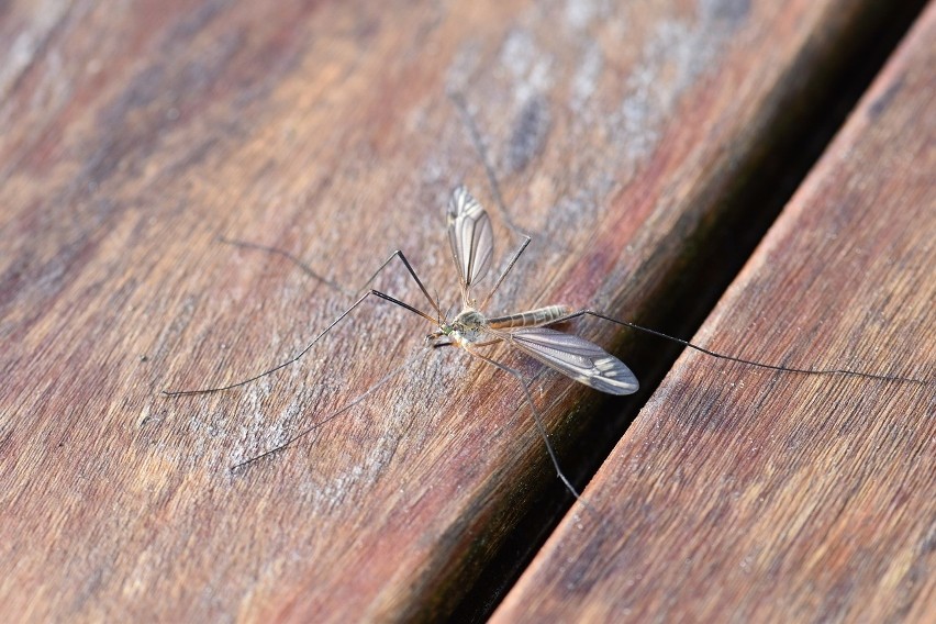 W 2019 roku mamy wysyp komarów - to przez mokry maj i...
