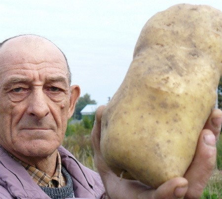 - Ten ziemniak waży 85 deko i ma 20 centymetrów długości - mówi emeryt Eugeniusz Rydzyk.