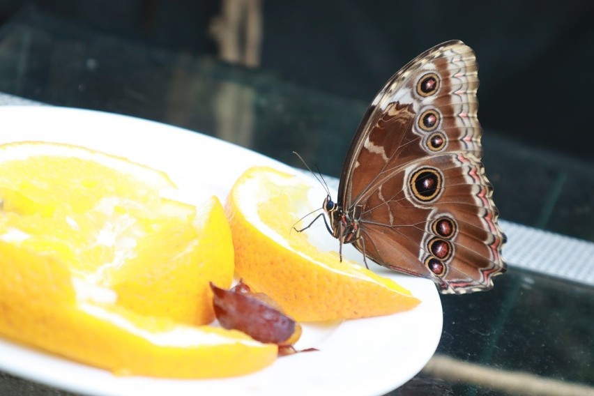 Wystawę motyli z całego świata można oglądać w łódzkiej Palmiarni