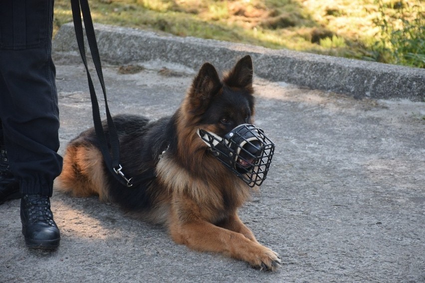 XVI Finał Kynologicznych Mistrzostw Policji. Pies z Białegostoku rozgromił konkurencję (zdjęcia)