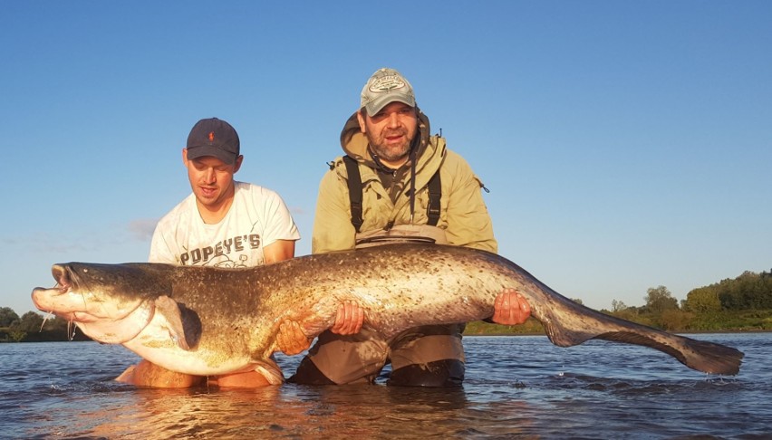 Wędkarze ze Skarżyska łowili wodnego potwora. Ta ryba była większa od wędkarza! 