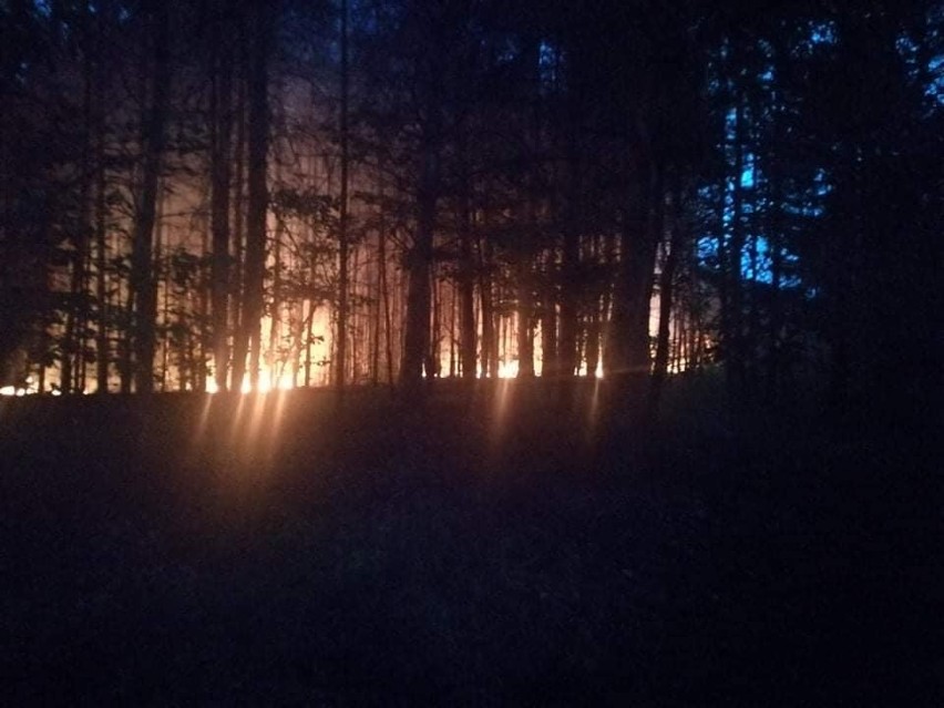 Pożar lasu w gminie Słupia Konecka [ZDJĘCIA]                       