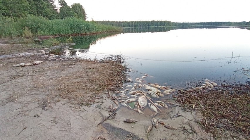 Śnięte ryby w jeziorze Glinki w powiecie włodawskim. Inspektorzy ustalają, co się stało. Zobacz zdjęcia