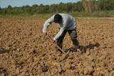 Tarcza antyinflacyjna niekorzystna dla „vatowców”. Izby Rolnicze chcą zerowej stawki VAT na sprzedaż płodów rolnych