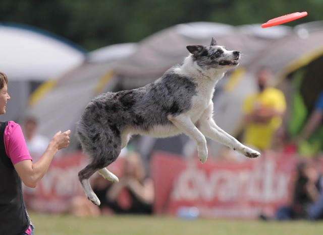 W weekend 12-13 maja na Cytadeli w Poznaniu odbywają się zawody „Latające psy”.