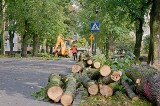 Nie ma lipy na Kościuszki w Świeciu! A nawet 13 lip. Będą za to miejsca parkingowe