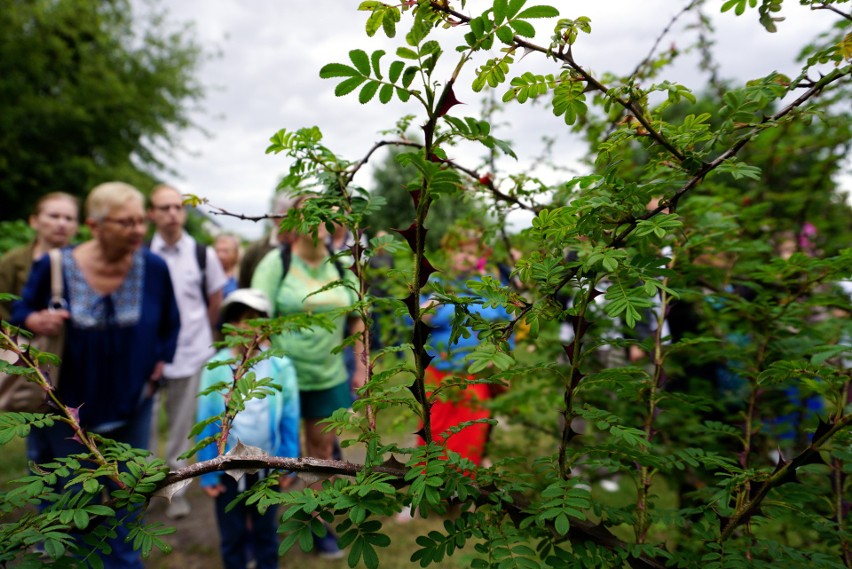 "Nazwy róż i historie ich powstawania" - pouczający spacer po Ogrodzie Botanicznym UMCS [ZOBACZ ZDJĘCIA]